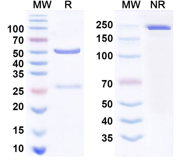 Anti-Human Integrin AVB6 (ITGAV & ITGB6) Reference Antibody (STX-100) – Figure 1 of 2