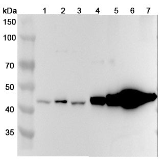 Western blot analysis was performed using anti-CNP polyclonal antibody at 1μg/ml on various samples.
Lane 1: HepG2 cell lysate
Lane 2: U251 cell lysate
Lane 3: Hela cell lysate
Lane 4: Mouse brain lysate
Lane 5: Mouse cerebellum lysate
Lane 6: Rat brain lysate
Lane 7: Rat cerebellum lysate