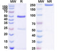 SDS-PAGE for Anti-Human AMH Antibody (SAA1552)