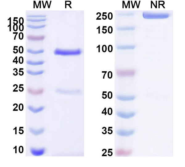 SDS-PAGE for Anti-Human AMH Antibody (SAA1552)