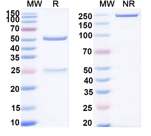 SDS-PAGE for Anti-Human AMH Monoclonal Antibody (1A122)