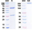 SDS-PAGE for Anti-Human AMH Monoclonal Antibody (1A124)