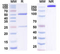 SDS-PAGE for Anti-Human AMH Monoclonal Antibody (1A374)