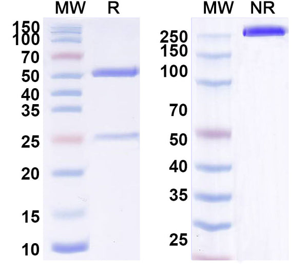 SDS-PAGE for Anti-Human AMH Monoclonal Antibody (1A374)
