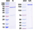 SDS-PAGE for Anti-Human AMH Monoclonal Antibody (1A376)