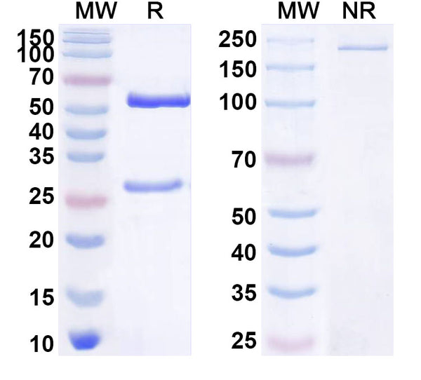 SDS-PAGE for Anti-Human BMP1 Antibody (SAA1793)