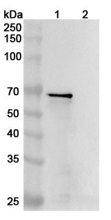 Anti-Human MAPT/Tau/PHF-tau Reference Antibody (DC8E8) – Figure 1 of 3