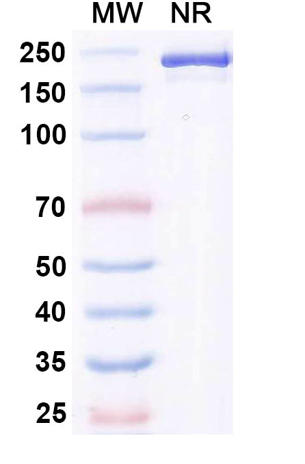 Anti-Human Tau Reference Antibody (Gosuranemab) – Figure 1 of 2