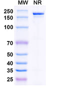 Anti-Human Tau Reference Antibody (Bepranemab) – Figure 1 of 1