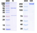 Anti-Human MAPT/Tau/PHF-tau Reference Antibody (APNmAb005) – Figure 1 of 1