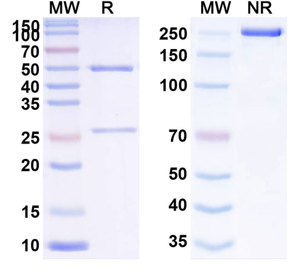 Anti-Human MAPT/Tau/PHF-tau Reference Antibody (APNmAb005) – Figure 1 of 1