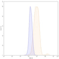 SDS-PAGE for Anti-Phospho-Tau (pS396/pS404) Antibody (SAA0295).