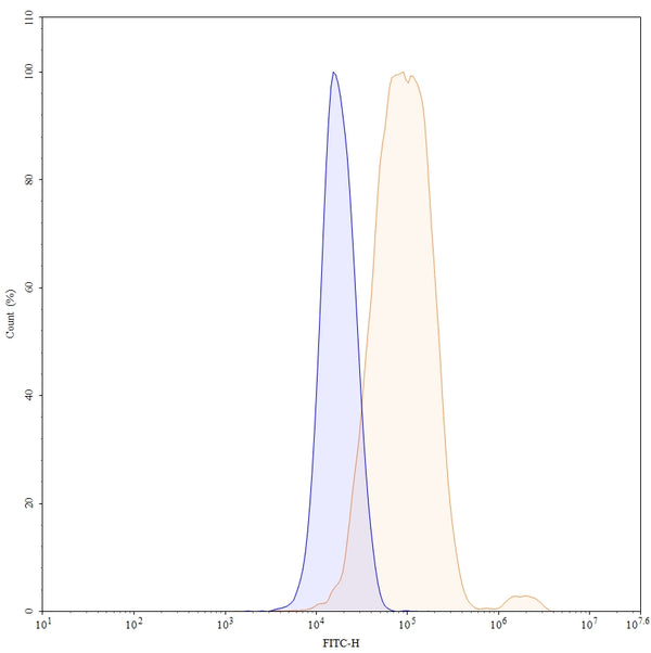 SDS-PAGE for Anti-Phospho-Tau (pS396/pS404) Antibody (SAA0295).