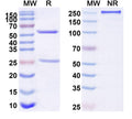 Anti-Human MAPT/Tau/PHF-tau Reference Antibody (BIIB076) – Figure 1 of 1