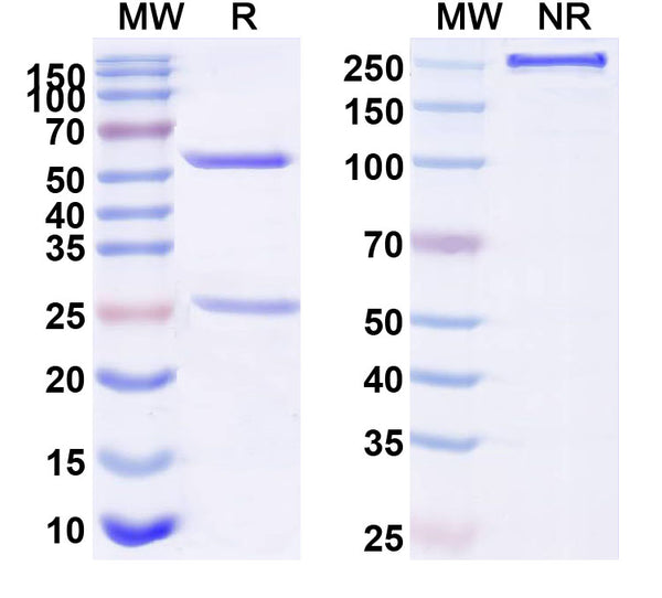 Anti-Human MAPT/Tau/PHF-tau Reference Antibody (BIIB076) – Figure 1 of 1