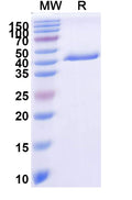 SDS-PAGE for Anti-Human MAPT/Tau/PHF-tau Antibody (KW1).