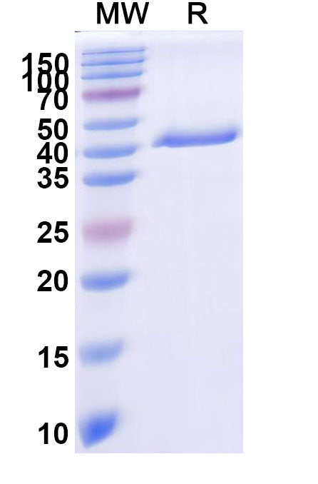SDS-PAGE for Anti-Human MAPT/Tau/PHF-tau Antibody (KW1).