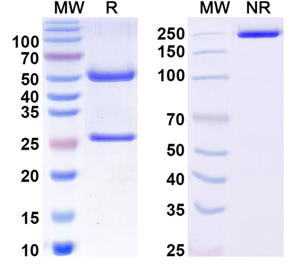 SDS-PAGE for Anti-Human MAPT/Tau/PHF-tau Antibody (8B2)