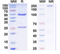 SDS-PAGE for Anti-Tau Antibody (N334/57).