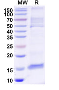 SDS-PAGE for Anti-Human MAPT/Tau/PHF-tau Nanobody (2C5)