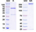 SDS-PAGE for Anti-HCN4 Antibody (N489/89)