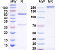 SDS-PAGE for Anti-HCN4 Antibody (N489/9)