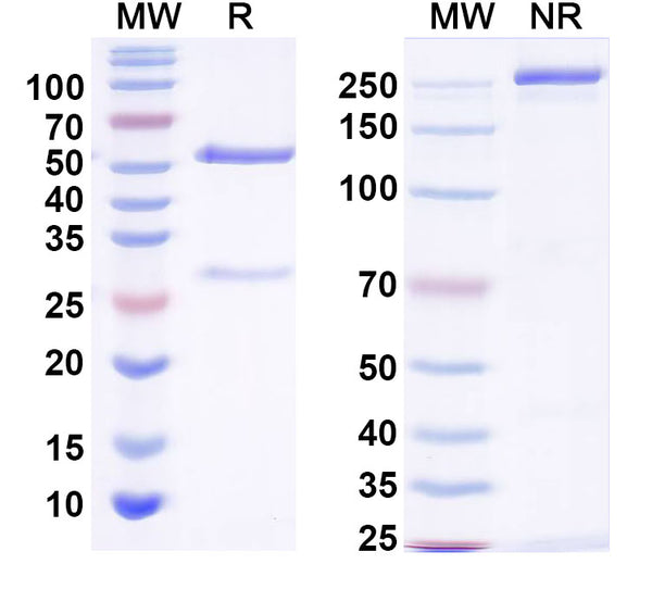 SDS-PAGE for Anti-HCN4 Antibody (N489/9)
