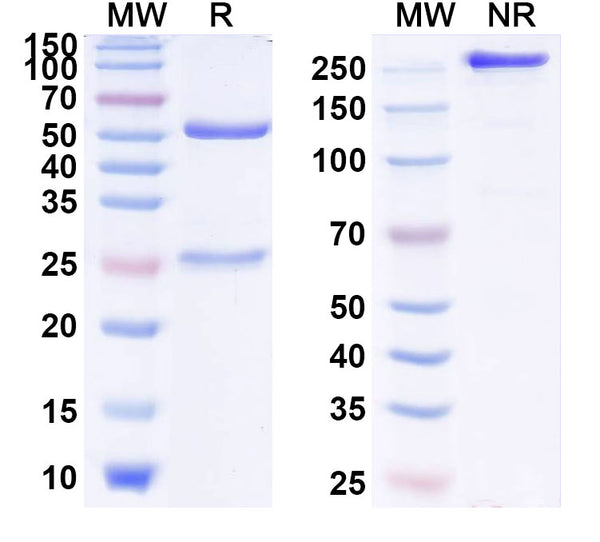 Anti-Human IGF-I/IGF-1 Reference Antibody (Dusigitumab) – Figure 1 of 1