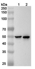 Western blot analysis was performed using anti-KRT13 polyclonal antibody at 1ug/mL on various samples.
Lane 1: Hacat cell lysate
Lane 2: A431 cell lysate