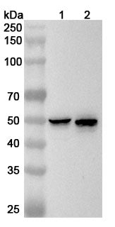 Western blot analysis was performed using anti-KRT13 polyclonal antibody at 1ug/mL on various samples.
Lane 1: Hacat cell lysate
Lane 2: A431 cell lysate