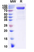 Recombinant Human CD331/FGFR1 Protein, C-Fc
