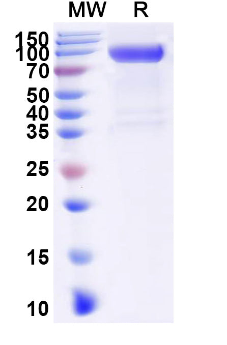 Recombinant Human CD331/FGFR1 Protein, C-Fc