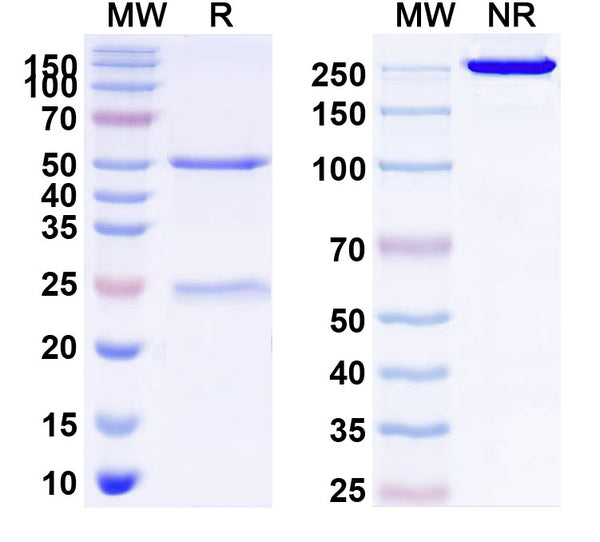 Anti-Human CD331/FGFR1 Reference Antibody (OM-RCA-01) – Figure 1 of 2