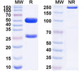 SDS-PAGE for Anti-Human CRH Antibody (SAA1561)