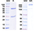 SDS-PAGE for InVivoMAb Anti-Human SAA1 Antibody (2A4).