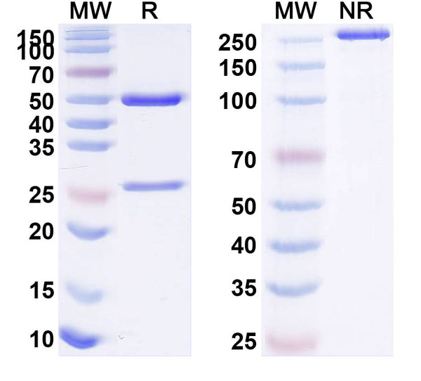 Anti-Human CD220/INSR Reference Antibody (IRAB-B) – Figure 1 of 2