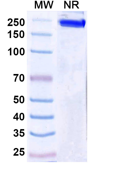 Anti-Human Insulin R/CD220 Reference Antibody (Ersodetug) – Figure 1 of 1