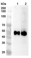 Western blot analysis was performed using anti-CD2 polyclonal antibody at 1ug/mL on various samples.
Lane 1: Jurkat cell lysate
Lane 2: MOLT-4 cell lysate