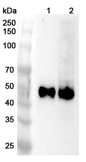 Western blot analysis was performed using anti-CD2 polyclonal antibody at 1ug/mL on various samples.
Lane 1: Jurkat cell lysate
Lane 2: MOLT-4 cell lysate