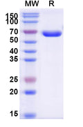 Recombinant Human CD2/LFA-2 Protein, C-Fc