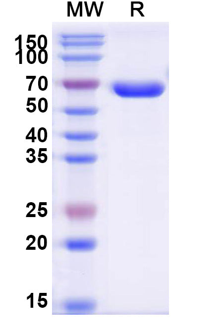 Recombinant Human CD2/LFA-2 Protein, C-Fc