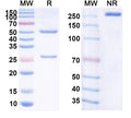 Anti-Human CD2 Reference Antibody (BTI-322) – Figure 1 of 1