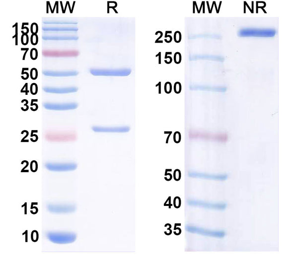 Anti-Human CD2 Reference Antibody (BTI-322) – Figure 1 of 1