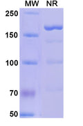 Research Grade Alefacept – Figure 1 of 1