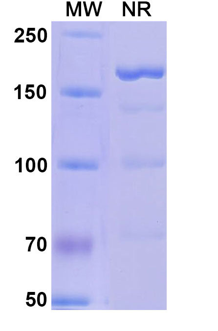Research Grade Alefacept – Figure 1 of 1