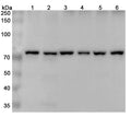 Western blot analysis was performed using anti-XRCC6 polyclonal antibody at 1μg/ml on various samples.
Lane 1: Hela cell lysate
Lane 2: Lncap cell lysate
Lane 3: HepG2 cell lysate
Lane 4: Jurkat cell lysate
Lane 5: K562 cell lysate
Lane 6: 293T cell lysate