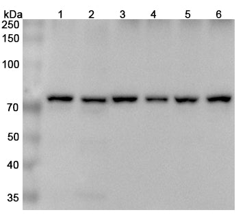Western blot analysis was performed using anti-XRCC6 polyclonal antibody at 1μg/ml on various samples.
Lane 1: Hela cell lysate
Lane 2: Lncap cell lysate
Lane 3: HepG2 cell lysate
Lane 4: Jurkat cell lysate
Lane 5: K562 cell lysate
Lane 6: 293T cell lysate