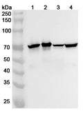 Western blot analysis was performed using anti-NEFL polyclonal antibody at 1ug/mL on various samples.
Lane 1: Mouse brain lysate
Lane 2: Mouse cerebellum lysate
Lane 3: Rat brain lysate
Lane 4: Rat cerebellum lysate