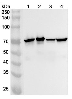 Western blot analysis was performed using anti-NEFL polyclonal antibody at 1ug/mL on various samples.
Lane 1: Mouse brain lysate
Lane 2: Mouse cerebellum lysate
Lane 3: Rat brain lysate
Lane 4: Rat cerebellum lysate