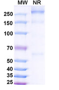 Research Grade Asfotase alfa – Figure 1 of 1